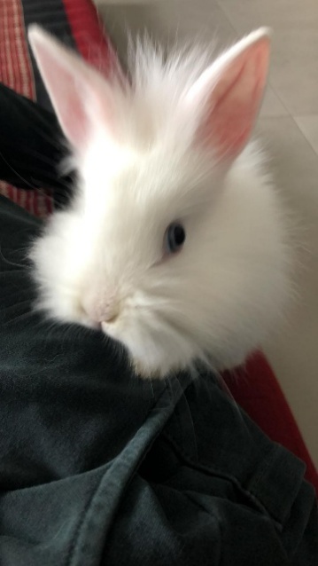 Immagine che contiene coniglietto, coniglio, Conigli e lepri, Coniglio domestico

Il contenuto generato dall'IA potrebbe non essere corretto.