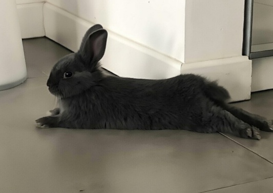 Immagine che contiene mammifero, coniglio, coniglietto, Conigli e lepri
Il contenuto generato dall'IA potrebbe non essere corretto.